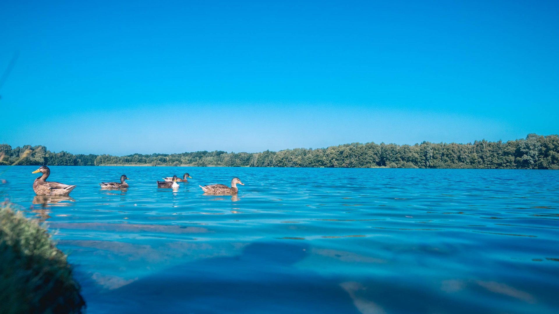 Seeblick: Urlaub am See in NRW Enten schwimmen im blauen See vor bewaldetem Ufer unter klarem Himmel