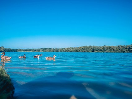 Urlaub im Apartment mit Seeblick Enten schwimmen im blauen See vor bewaldetem Ufer unter klarem Himmel