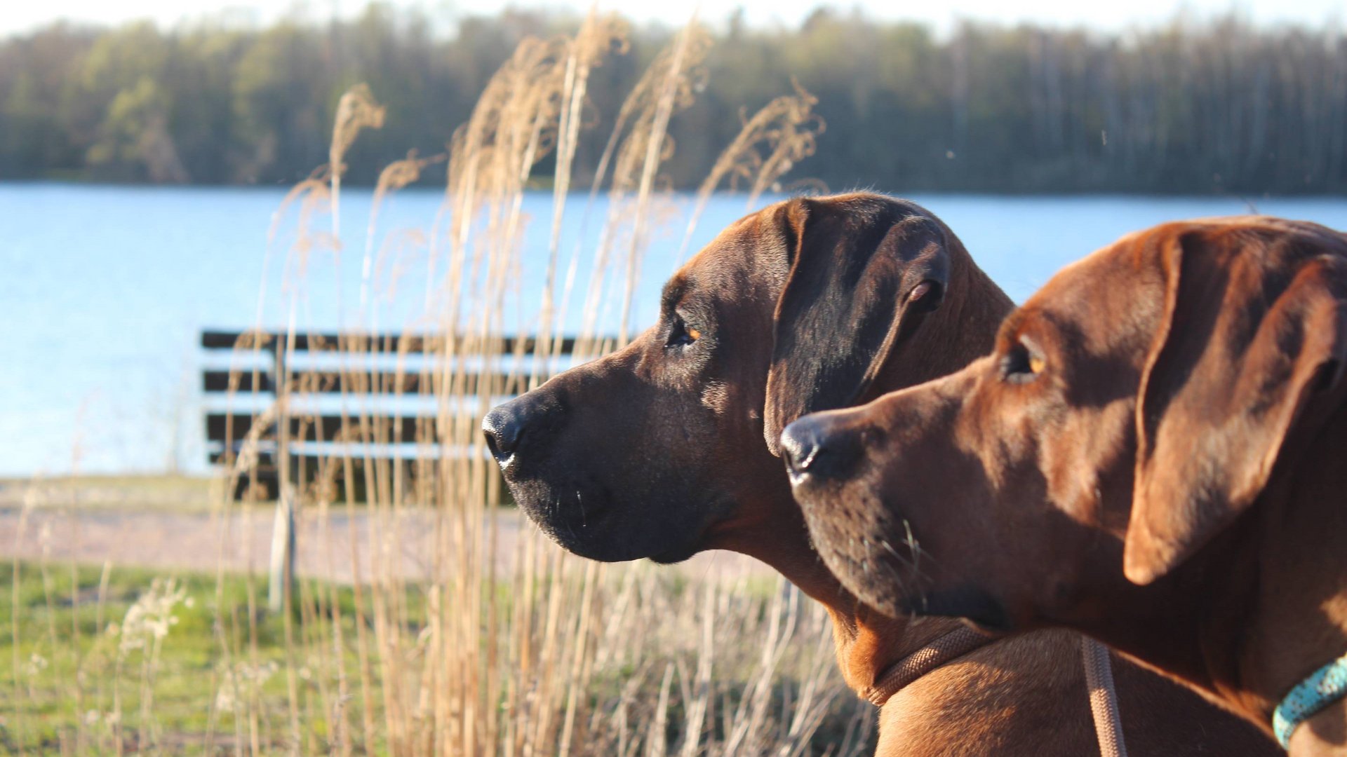 Seeblick: Urlaub am See in NRW Zwei braune Hunde blicken auf einen See, im Hintergrund Gras und Bäume