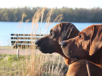 Seeblick Gronau: Urlaub inmitten der Natur Zwei braune Hunde blicken auf einen See, im Hintergrund Gras und Bäume